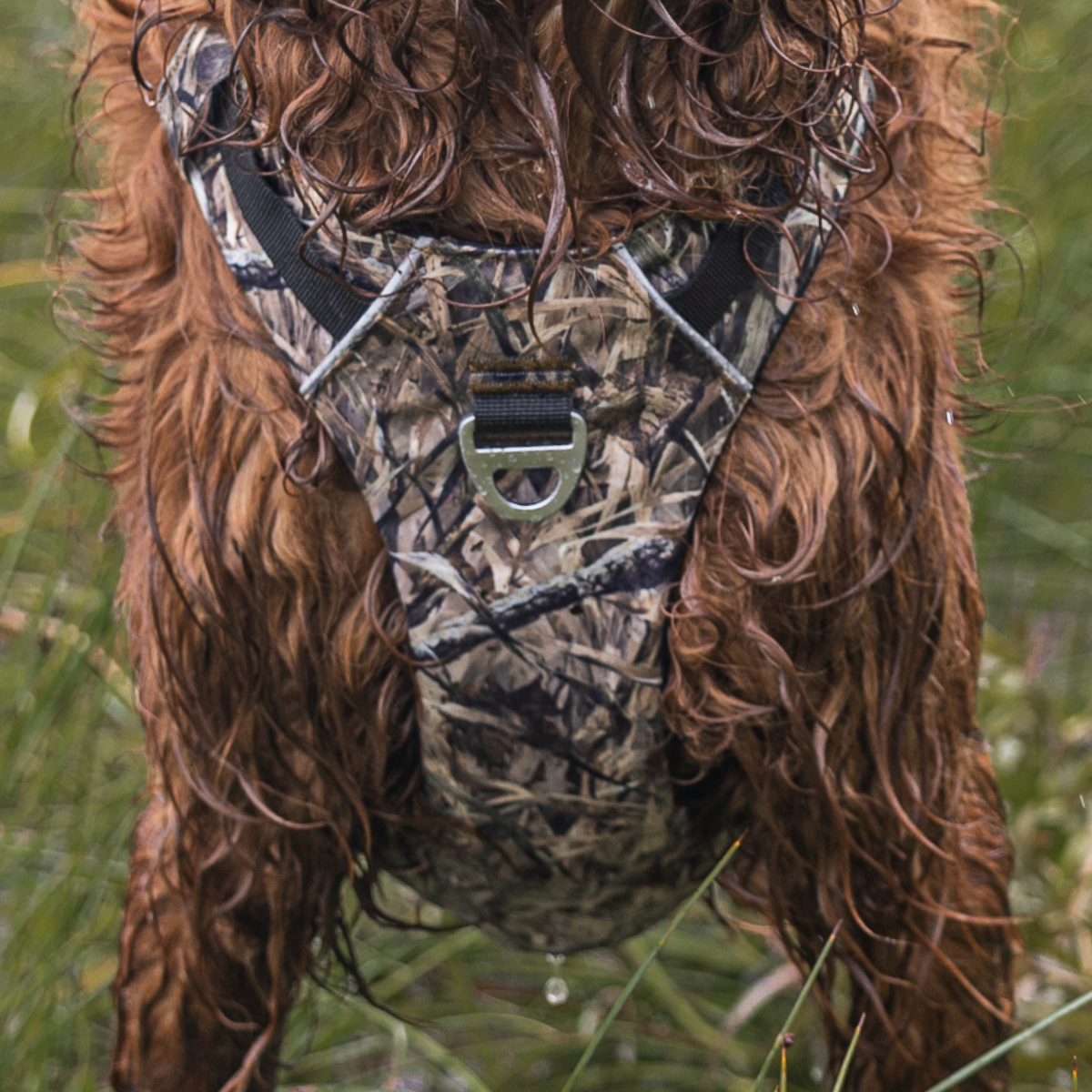 Harnesses