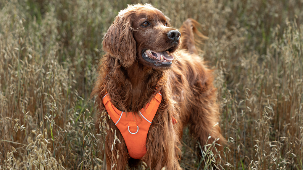 Hunting dog wearing the Horizon Blaze Orange harness