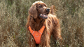 Hunting dog wearing the Horizon Blaze Orange harness