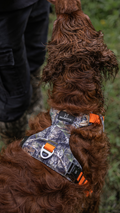 Hunting dog wearing the Horizon Bark Line harness