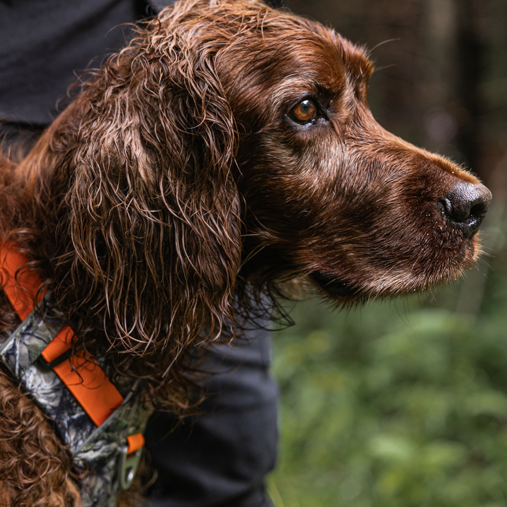 Gros plan d'un chien de chasse portant un collier Bramstun orange et camouflage