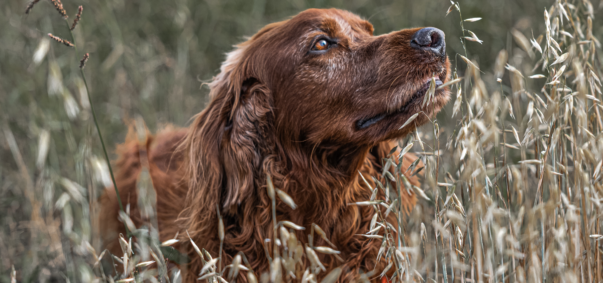 Chien de chasse au pelage roux dans les herbes hautes, en plein air