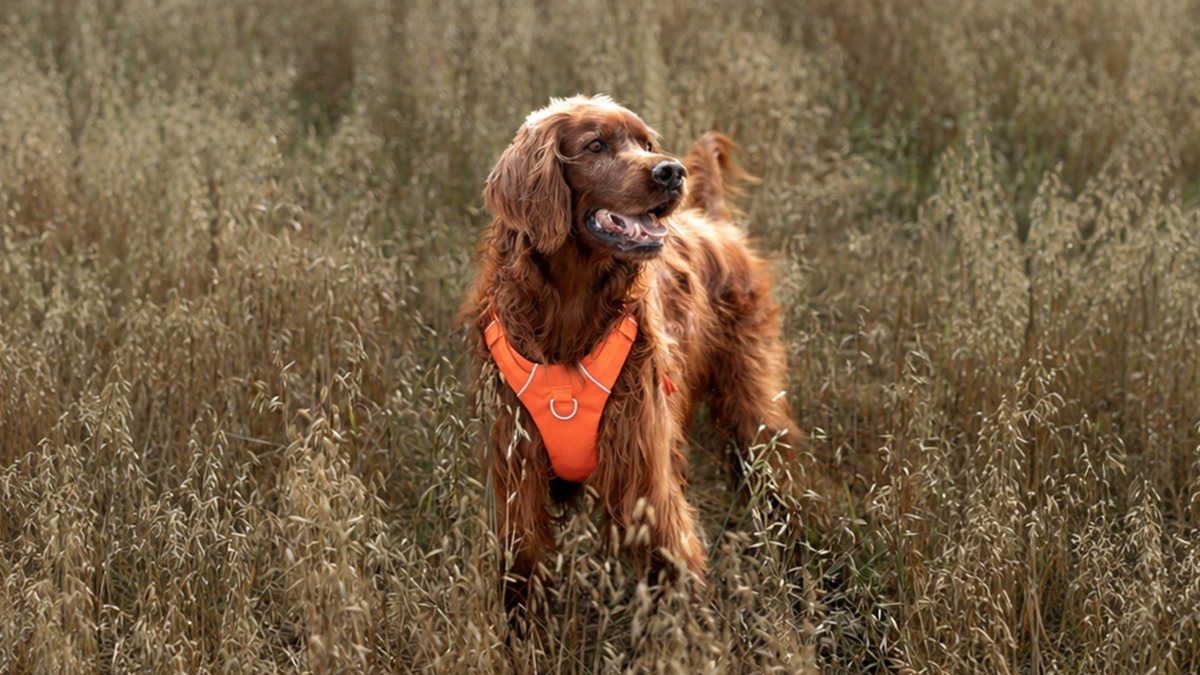 Chien de chasse au pelage roux portant un harnais Bramstun orange dans un champ d'herbes hautes