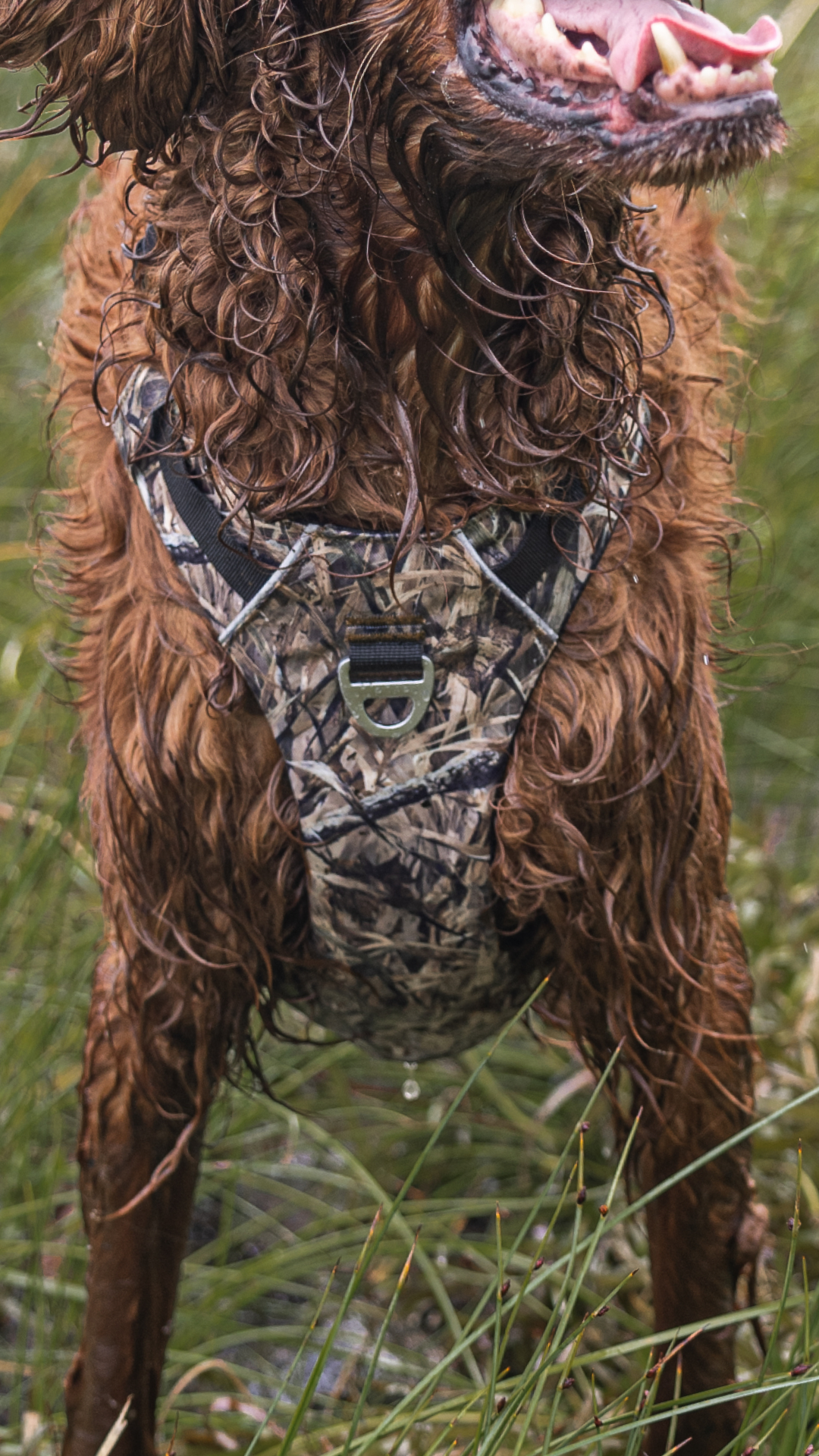 Chien de chasse debout dans l'herbe, portant un harnais Bramstun à motif camouflage