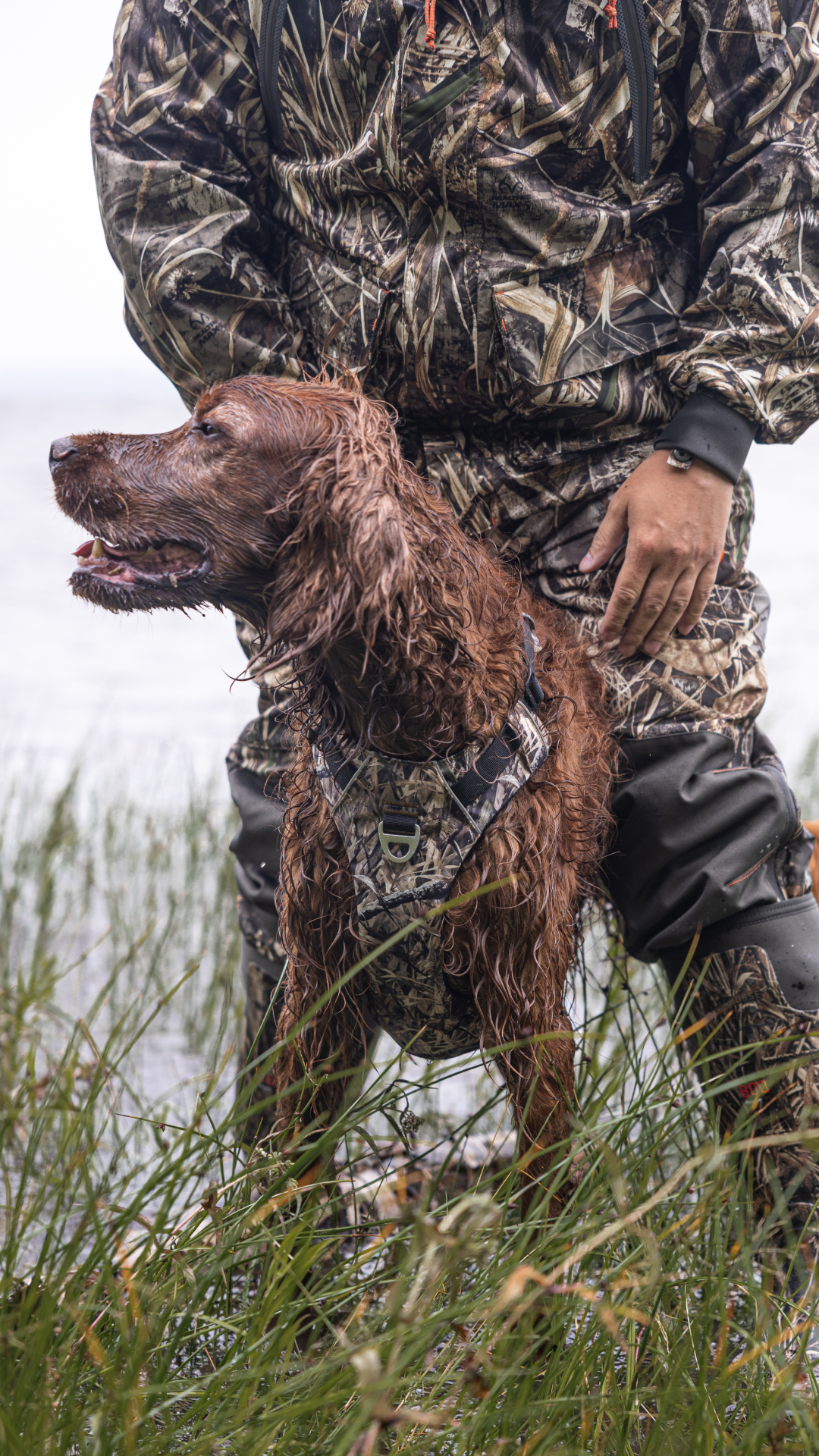 Chasseur en vêtements camouflage avec son chien portant un harnais Bramstun, au bord de l'eau