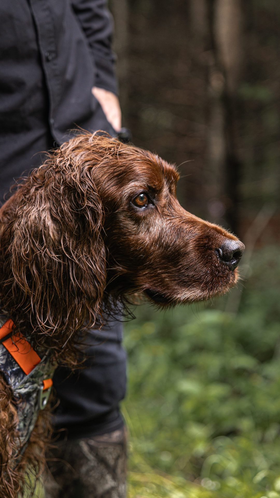 Chien de chasse portant un collier Bramstun orange et camouflage, en forêt avec son maître